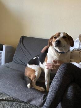 Beagle and Shepherd Dogs Available for Adoption - Judge | PetCurious