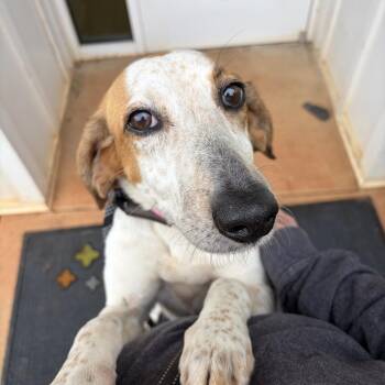 Lovey -  Hound Dog for Adoption in Lynchburg, Virginia - Lovey | PetCurious