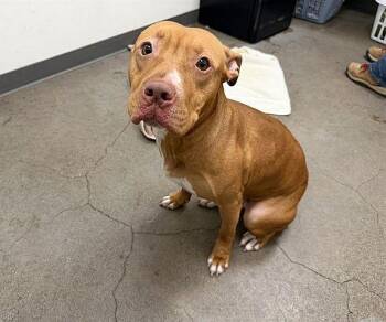 Pit Bull Terrier Dogs Available for Adoption - Chickadee | PetCurious