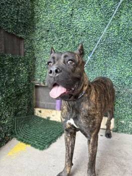 CALI 2 -  Cane Corso and Mixed Breed Dog for Adoption in El Paso, Texas - CALI 2 | PetCurious