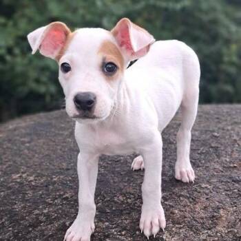 Calvin -  Mixed Breed Dog for Adoption in Dayton, Ohio - Calvin | PetCurious