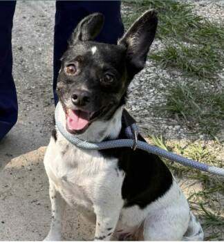 Rescue Rat Terrier and Terrier Dogs for Adoption in Spring, Texas - Diane | PetCurious