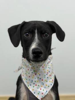 Labrador Retriever and Mixed Breed Dogs Available for Adoption - Lotso | PetCurious