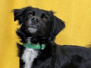 Toby -  Australian Shepherd and Poodle Dog for Adoption in Portland, Oregon - Toby | PetCurious