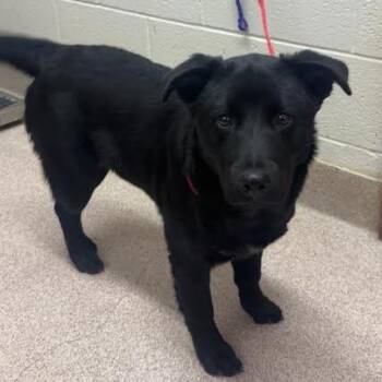 Labrador Retriever Dogs Available for Adoption in Ardmore, Oklahoma - Zoey | PetCurious