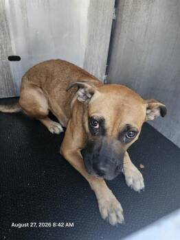 TACOMA -  Black Mouth Cur Dog for Adoption in San Antonio, Texas - TACOMA | PetCurious
