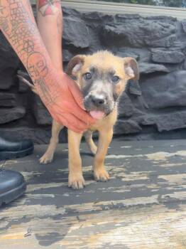 Kenickie (Red) -  Shepherd and Mixed Breed Dog for Adoption in Russellville, Kentucky - Kenickie (Red) | PetCurious