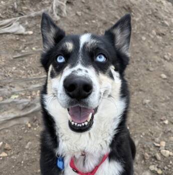 Rescue Siberian Husky Dogs for Adoption in Golden, Colorado - Freya | PetCurious