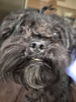 Shih Tzu Dogs Available for Adoption in Lawrenceville, Georgia - Pen 219c | PetCurious