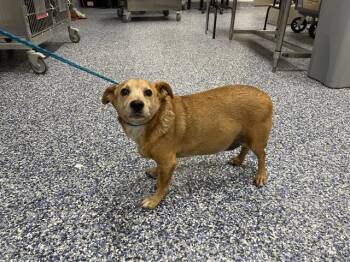 A1926199 -  Chihuahua Dog for Adoption in Thousand Palms, California - A1926199 | PetCurious