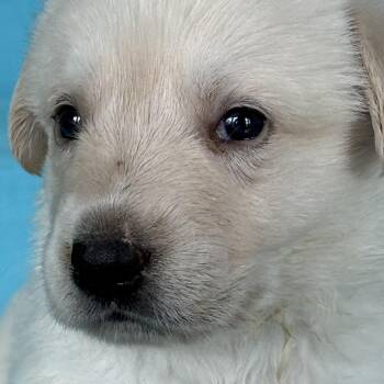 BUTTER-Local -  Anatolian Shepherd Dog for Adoption in Warwick, Rhode Island - BUTTER-Local | PetCurious