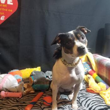 Rescue Pit Bull Terrier and Toy Fox Terrier Dogs for Adoption in Fort Wayne, Indiana - Maisey | PetCurious