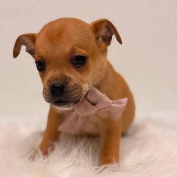 Tank JUGgernauts -  Pug and Jack Russell Terrier Dog for Adoption in Allen, Texas - Tank JUGgernauts | PetCurious