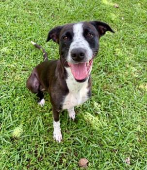 Rescue Mixed Breed Dogs for Adoption in Cumming, Georgia - Pep Squad 1226-25 | PetCurious