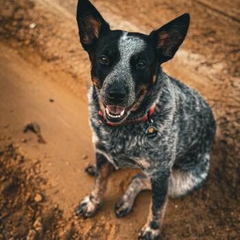 Rescue Australian Cattle Dog Blue Heeler Dogs for Adoption in Dallas, Texas - Knoxx | PetCurious