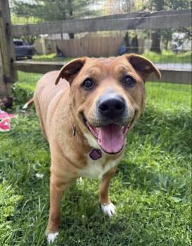 Shepherd and Labrador Retriever Dogs Available for Adoption in Wadsworth, Ohio - Honey | PetCurious