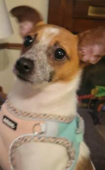 Cee Cee -  Chihuahua Dog for Adoption in Rocky Mount, North Carolina - Cee Cee | PetCurious