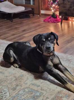 Hound Dogs Available for Adoption - Maizie (25-086 D) | PetCurious