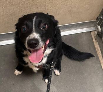 Roper -  Mixed Breed and Black Labrador Retriever Dog for Adoption in Green River, Wyoming - Roper | PetCurious