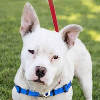 Queenie -  Pit Bull Terrier Dog for Adoption in Oakland, California - Queenie | PetCurious