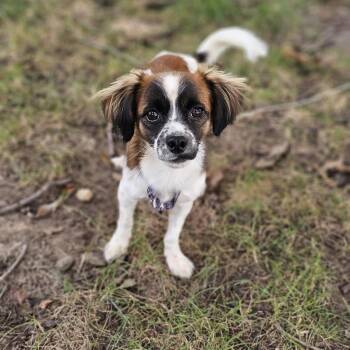 Jessie -  Papillon and Cavalier King Charles Spaniel Dog for Adoption in Shiloh, Illinois - Jessie | PetCurious