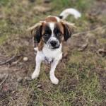 76 Available Papillon Dogs for Adoption | PetCurious