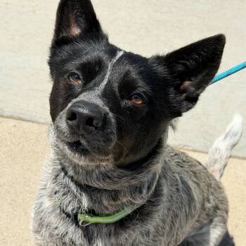 Serenity -  Australian Cattle Dog Blue Heeler Dog for Adoption in Newport Beach, California - Serenity | PetCurious