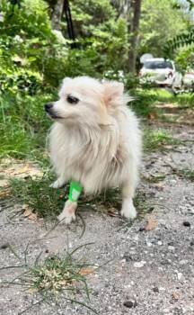 Sugar 3 -  Pomeranian Dog for Adoption in Hortense, Georgia - Sugar 3 | PetCurious