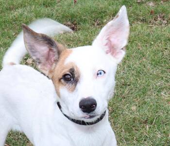 Terrier Dogs Available for Adoption - Ollie | PetCurious