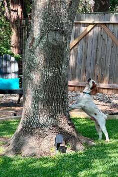 John Bosley -  Cocker Spaniel Dog for Adoption in Austin, Texas - John Bosley | PetCurious