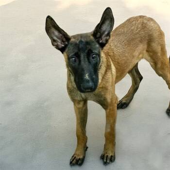 Rescue Belgian Shepherd Malinois Dogs for Adoption in St. Louis, Missouri - ALLIGATOR | PetCurious