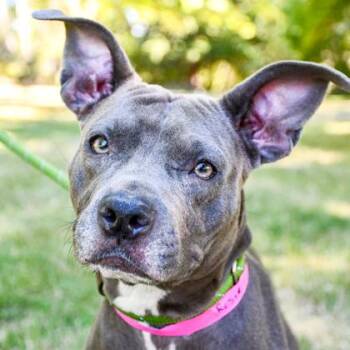 Rosie -  Pit Bull Terrier and Mixed Breed Dog for Adoption in Woodinville, Washington - Rosie | PetCurious
