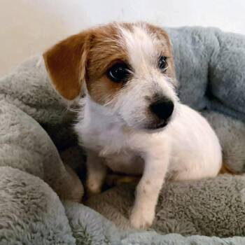 Terrier Dogs Available for Adoption in Chino Hills, California - Toby -*Available 4/18* Costa Mesa Location | PetCurious