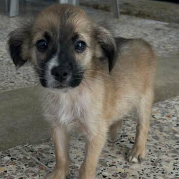 Spaniel and Chihuahua Dogs Available for Adoption in Carmel Hamlet, New York - Rex | PetCurious