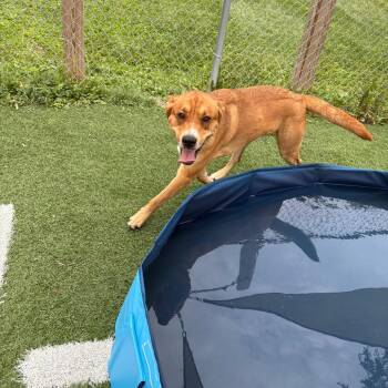 Jackson -  Mixed Breed Dog for Adoption in Batavia, Ohio - Jackson | PetCurious