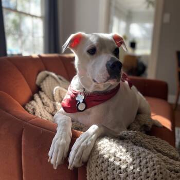 Rescue Mixed Breed Dogs for Adoption in Baton Rouge, Louisiana - Huey (158992) (In A Foster Home) | PetCurious