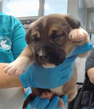 A475201 -  German Shepherd Dog Dog for Adoption in Oklahoma City, Oklahoma - A475201 | PetCurious