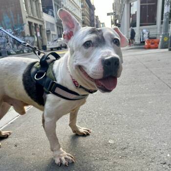 Shorty -  Mixed Breed Dog for Adoption in Salt Lake City, Utah - Shorty | PetCurious