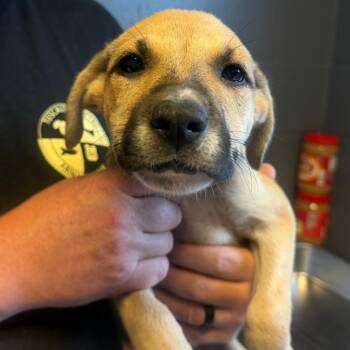 TUSC-Stray-85227_2_3_4_5 -  Shepherd and Mixed Breed Dog for Adoption in Tuscaloosa, Alabama - TUSC-Stray-85227_2_3_4_5 | PetCurious