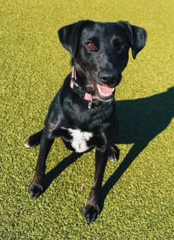 Rescue Black Labrador Retriever and Australian Cattle Dog Blue Heeler Dogs for Adoption in Hays, Kansas - Nora | PetCurious