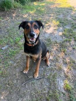 26-063 Dalton  "NEEDS FOSTER!!" -  Shepherd and Hound Dog Available for Adoption in Richardson, Texas - 26-063 Dalton  "NEEDS FOSTER!!" | PetCurious