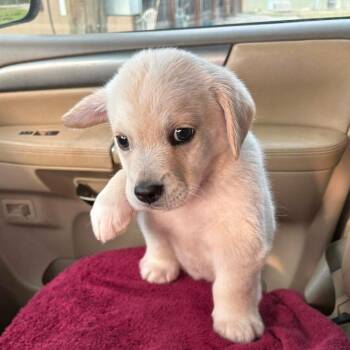 Labrador Retriever Dogs Available for Adoption in Stormville, New York - CT Raleigh | PetCurious