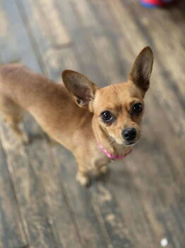 Rescue Chihuahua Dogs for Adoption in New London, Wisconsin - Lady Mae | PetCurious