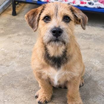 Carson -  Mixed Breed Dog for Adoption in Jefferson City, Tennessee - Carson | PetCurious