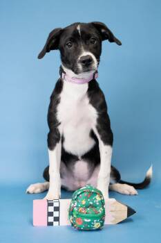 744-26 -  Pit Bull Terrier Dog for Adoption in Brighton, Colorado - 744-26 | PetCurious