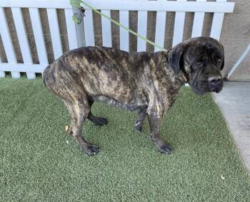 Cane Corso Dogs Available for Adoption in Modesto, California - ROXY | PetCurious