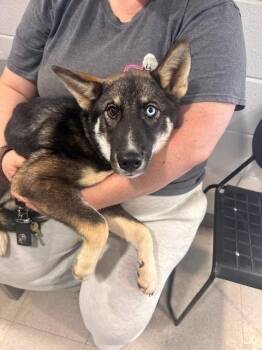 German Shepherd Dog and Mixed Breed Dogs Available for Adoption - SASHA | PetCurious