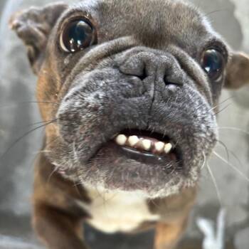 Dolce A2274111 -  French Bulldog Dog for Adoption in Los Angeles, California - Dolce A2274111 | PetCurious