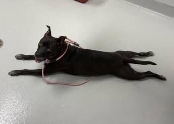 Ic 3 Cricket -  Pit Bull Terrier Dog for Adoption in Lawrenceville, Georgia - Ic 3 Cricket | PetCurious