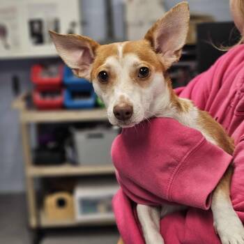 Rescue Mixed Breed Dogs for Adoption in Martinsville, Virginia - BoaBoa | PetCurious